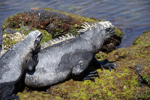 Marine iguanas: probably the weirdest lizards on Earth...